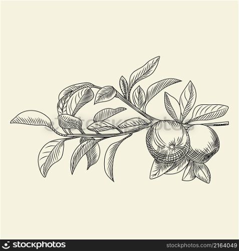 Hand drawn apple vector illustration. Engraving vintage style. For menu, cards, posters, prints, packaging.. Hand drawn pear vector illustration. Engraving vintage style.