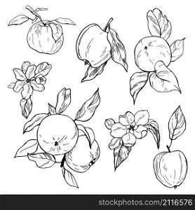 Hand drawn apples. Fruits and flowers. Vector sketch illustration.. Hand drawn apples . Vector sketch illustration.