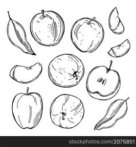 Hand drawn apples. Fruits on white background. Vector sketch illustration.. Apples on white background. Vector illustration.