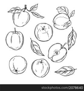 Hand drawn apples. Fruits on white background. Vector sketch illustration.. Apples on white background. Vector illustration.