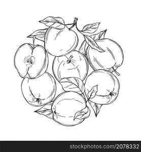 Hand drawn apples in a circle. Fruits on white background. Vector sketch illustration.. Apples in a circle. Vector sketch illustration.