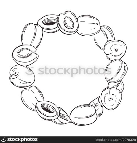 Hand drawn apricots. A circle of fruits on white background. Vector sketch illustration.. Apricots. Vector sketch illustration.