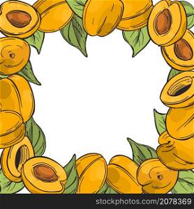 Hand drawn apricots. Sketch illustration. Vector background.. Apricots. Vector background.