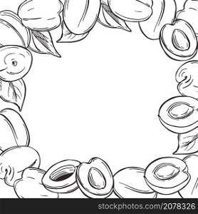 Hand drawn apricots. Sketch illustration. Vector background.. Vector background with apricots.