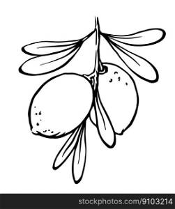 Hand drawn Argan nuts on branch with leaves black and white outline drawing. Vector illustration. Botanical element for argan oil package design.