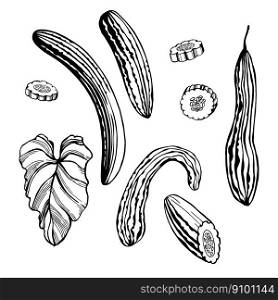 Hand-drawn  Armenian cucumber (Cucumis melo var. flexuosus,  yard-long cucumber, snake cucumber, snake melon, snake melon).Vector sketch  illustration.. Armenian cucumber . Vector  illustration.