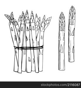 Hand drawn asparagus on white background.Vector sketch illustration.. Hand drawn asparagus on white background.