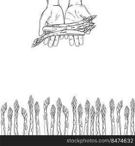 Hand-drawn asparagus set.  Vector background. Sketch  illustration..  Vector background with asparagus. 
