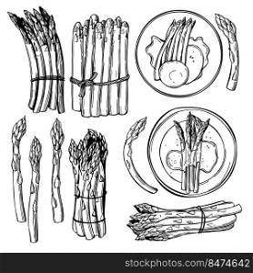 Hand-drawn asparagus set.  Vector sketch  illustration.. Asparagus set.  Sketch  illustration.