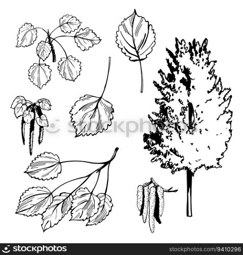Hand-drawn aspen tree. Vector sketch  illustration.. Aspen tree. Sketch  illustration.