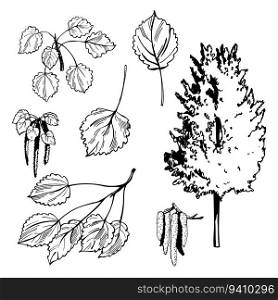 Hand-drawn aspen tree. Vector sketch  illustration.. Aspen tree. Sketch  illustration.