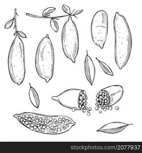 Hand drawn Australia finger limes, citrus caviar. Vector sketch illustration.. Australia finger limes