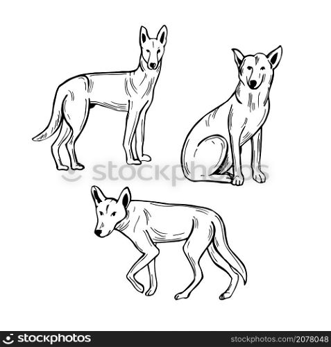 Hand drawn Australian Dingo dog. Vector sketch illustration.. Australian Dingo dog. Vector illustration.