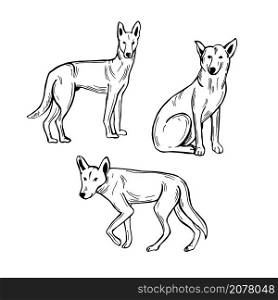 Hand drawn Australian Dingo dog. Vector sketch illustration.. Australian Dingo dog. Vector illustration.