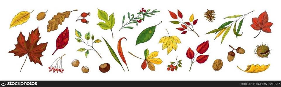 Hand drawn autumn leaves. Colorful chestnut, maple and oak trees foliage with acorn or nuts. Herbarium collection. Decorative botanical graphic elements set. Vector isolated fall season plant branches. Hand drawn autumn leaves. Colorful chestnut, maple and oak trees foliage with acorn or nuts. Herbarium collection. Botanical graphic elements set. Vector fall season plant branches