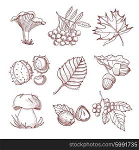 Hand Drawn Autumn Set. Autumn hand drawn set with mushrooms leaves and berries of forest trees isolated vector illustration