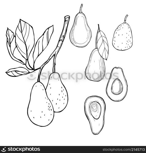 Hand drawn avocado. Vector sketch illustration.