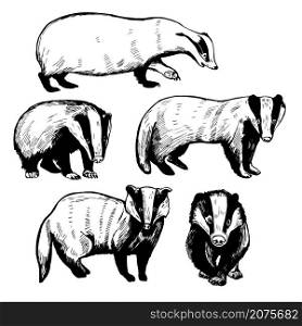 Hand drawn badger (Meles meles). Vector sketch illustration.. Badger. Vector illustration.