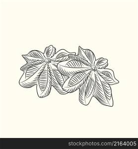 Hand drawn badian . Dry anise isolated on background. Engraving vintage style. Vector illustration. Hand drawn badian . Dry anise isolated on background.