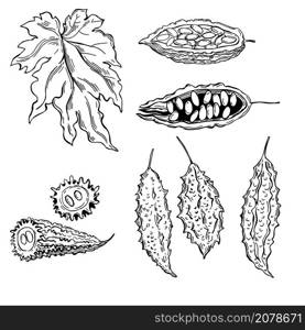 Hand drawn balsam pear, momordika, Bitter gourd, bitter melon, Balsam apple. Vector sketch illustration.. Balsam pear, momordika, Bitter gourd, bitter melon.