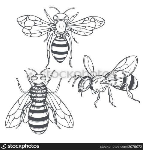 Hand drawn bees on white background.Vector sketch illustration.. Bees .Vector illustration.