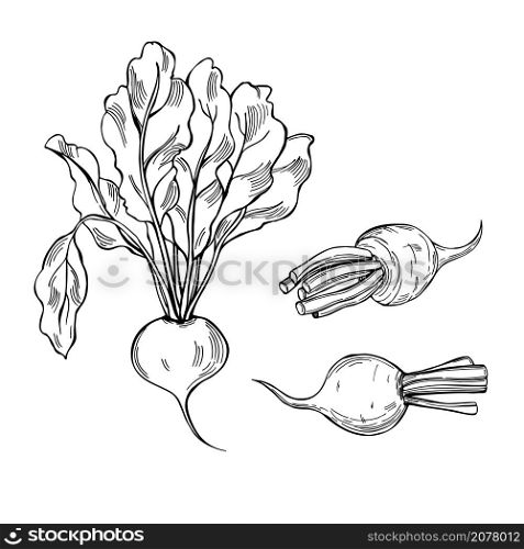 Hand drawn beet on white background. Vector sketch illustration. . Sketch vegetables. Vector illustration