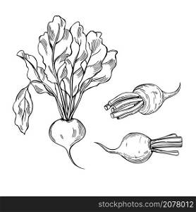 Hand drawn beet on white background. Vector sketch illustration. . Sketch vegetables. Vector illustration