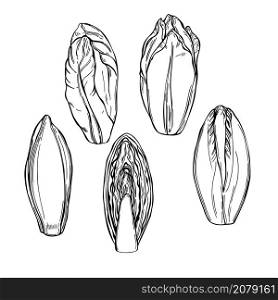 Hand drawn Belgian endive lettuce. Vector sketch illustration