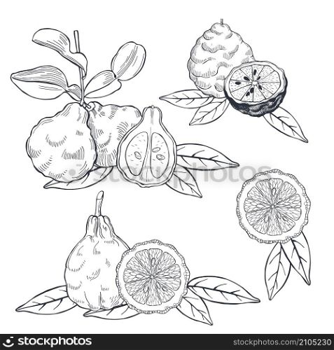 Hand drawn bergamot and tea leaves. Vector sketch illustration.. Hand drawn bergamot and tea leaves.
