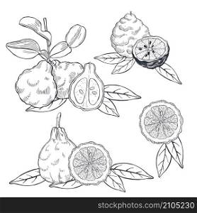 Hand drawn bergamot and tea leaves. Vector sketch illustration.. Hand drawn bergamot and tea leaves.