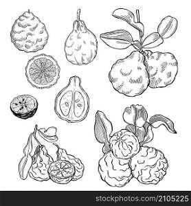Hand drawn bergamot fruit. Vector sketch illustration.. Hand drawn bergamot fruit.