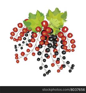 Hand drawn berries black red currant closeup. Branches currants vector. Hand-painted.. Hand drawn berries black red currant close up.