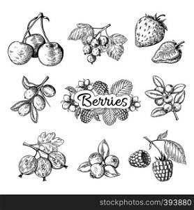 Hand drawn berries. Cherry blueberry strawberry blackberry vintage drawing, berry sketch drawing. Vector graphic templates illustration sweet wild nature organic food set. Hand drawn berries. Cherry blueberry strawberry blackberry vintage drawing, berry sketch drawing. Vector graphic templates