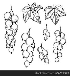 Hand drawn berry. Currant on white background. Vector sketch illustration. Hand drawn Currant. Vector sketch illustration