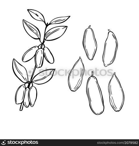 Hand drawn berry. Fly honeysuckle on white background. Vector sketch illustration. Hand drawn fly honeysuckle. Vector illustration