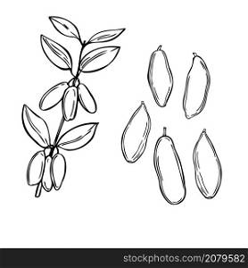 Hand drawn berry. Fly honeysuckle on white background. Vector sketch illustration. Hand drawn fly honeysuckle. Vector illustration