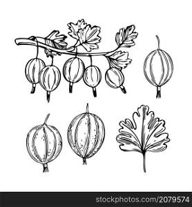 Hand drawn berry. Gooseberry on white background. Vector sketch illustration. Hand drawn Gooseberry. Vector sketch illustration