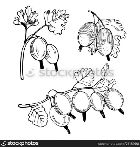 Hand drawn berry.Gooseberry. Vector sketch illustration