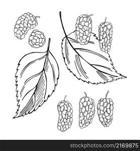 Hand drawn berry. Mulberry on white background. Vector sketch illustration . Hand drawn mulberry. Sketch illustration