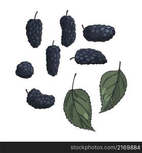 Hand drawn berry. Mulberry on white background. Vector sketch illustration . Hand drawn mulberry. Sketch illustration