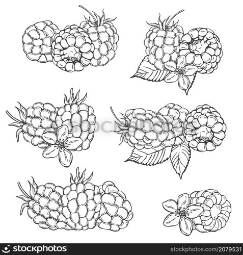 Hand drawn berry. Raspberry on white background. Vector sketch illustration . Hand drawn berry. Raspberry. Vector sketch illustration