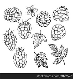 Hand drawn berry. Raspberry on white background. Vector sketch illustration . Hand drawn raspberry. Vector illustration