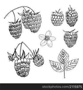Hand drawn berry. Raspberry. Vector sketch illustration . Hand drawn berry. Raspberry. Vector sketch illustration
