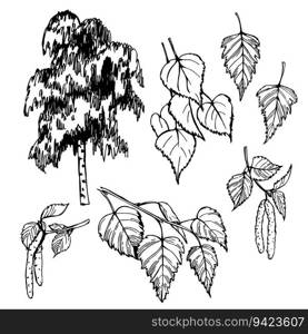 Hand-drawn birch (Betula pendula) . Vector sketch  illustration. . Birch.  Sketch  illustration. 