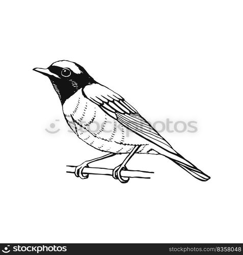 Hand drawn bird. Redstart. Outline drawing. Vector illustration. Black ...