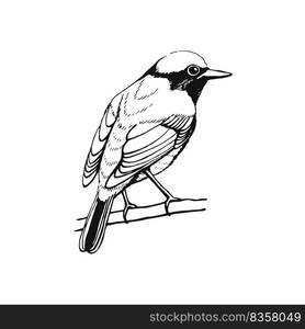 Hand drawn bird. Redstart. Outline drawing. Vector illustration. Black ...