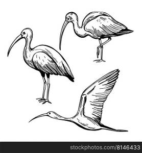 Hand-drawn birds of South America.  Scarlet ibis.  Vector sketch  illustration..  Birds of South America. Sketch  illustration.