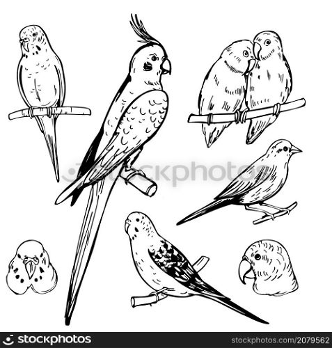 Hand drawn birds. Parrots and canaries. Vector sketch illustration.. Parrots and canaries. Vector illustration.
