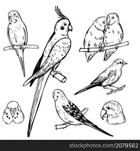 Hand drawn birds. Parrots and canaries. Vector sketch illustration.. Parrots and canaries. Vector illustration.