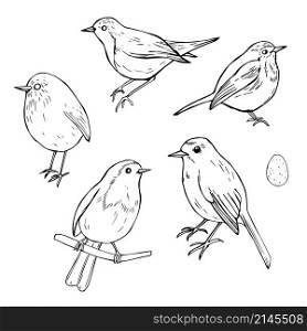 Hand drawn birds. Robin (Erithacus rubecula) Vector sketch illustration.. Hand drawn birds . Vector sketch illustration.